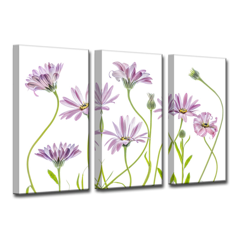 Cape Daisies I - impression sur toile, H 40 po x l 60 po x P 1,5 po