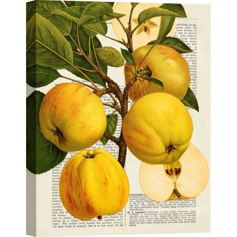 Seasonal Fruits, Apples 1 Piece Wrapped Canvas Painting, 80cm H x 60cm W x 4cm D