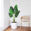 Plant-1598778490-1598778484
