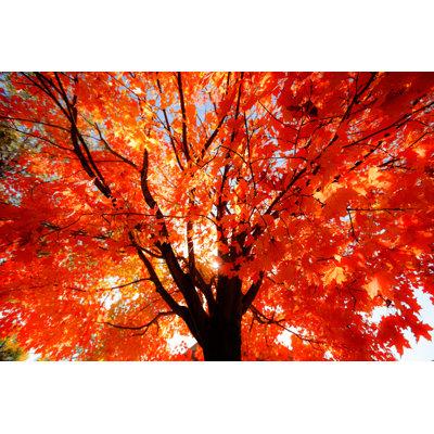 Autumn Red Maple Tree by Ryasick