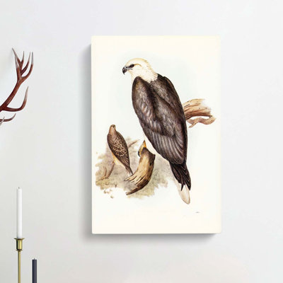 White Bellied Sea Eagle by Elizabeth Gould - Wrapped Canvas Painting