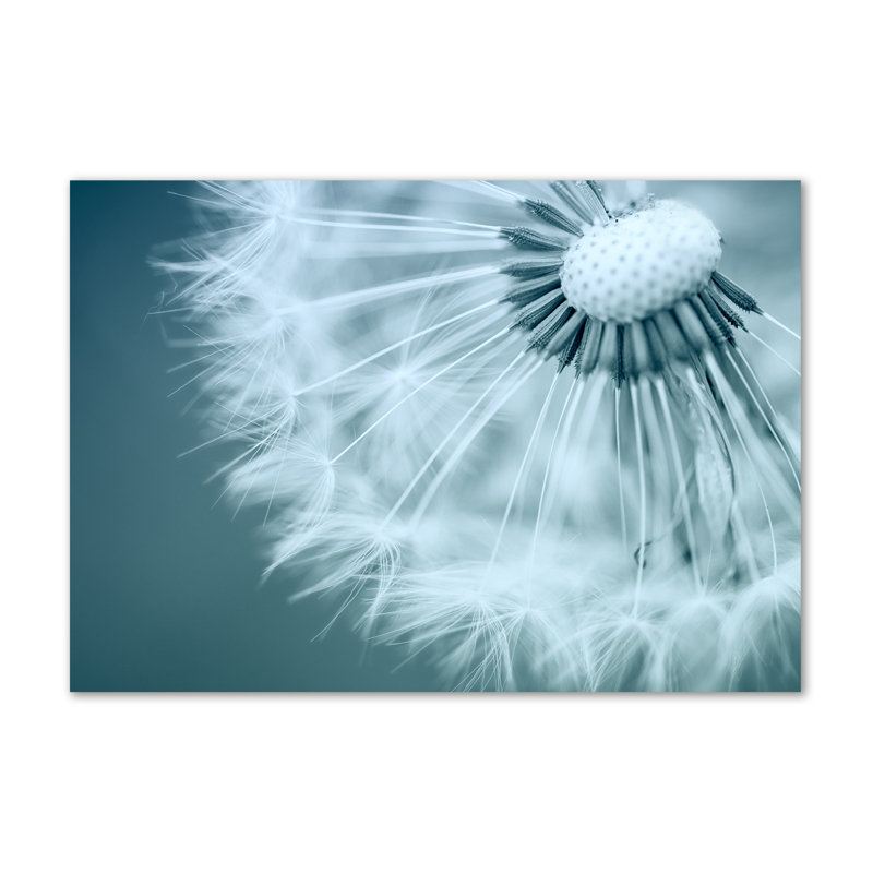 Dandelion - Wrapped Canvas Print