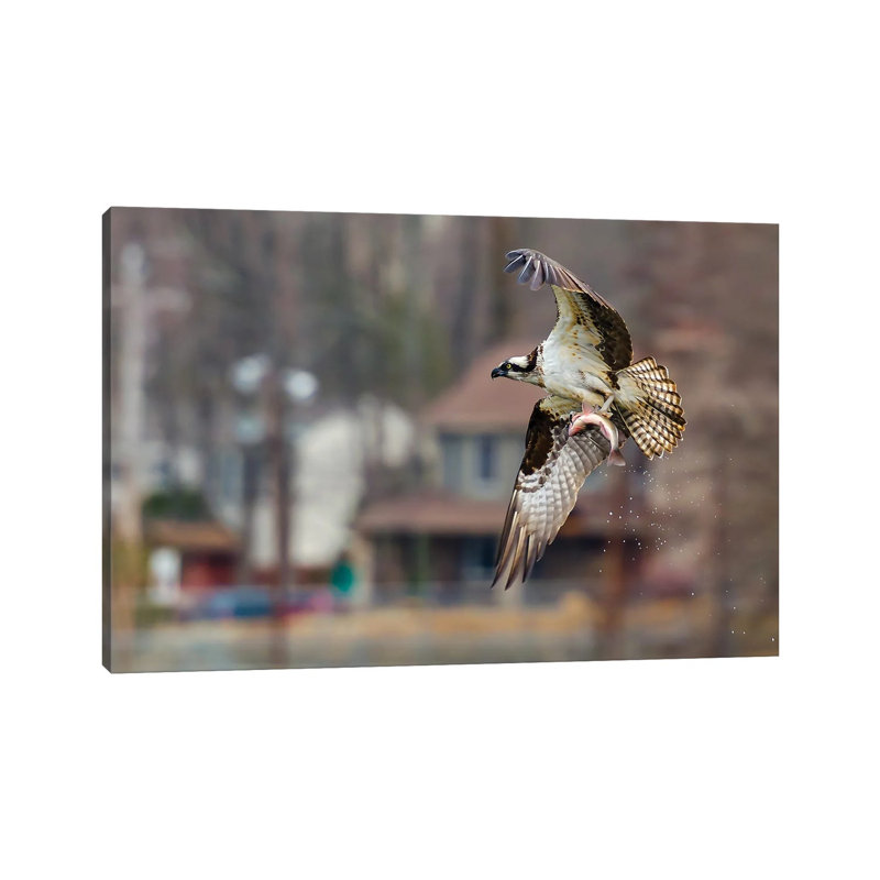 Osprey by David Gardiner - Print on Canvas, Wrapped Canvas, 66.04 cm H x 45.72 cm W x 3.175 cm D