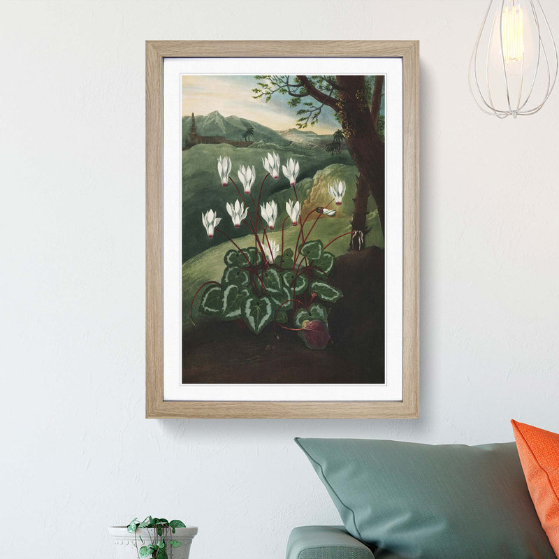 The Persian Cyclamen by R.J. Thornton - Picture Frame Painting Print, 48cm H x 36cm W x 2cm D, Oak Framed