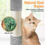 Cat Tree-105286891-101437451