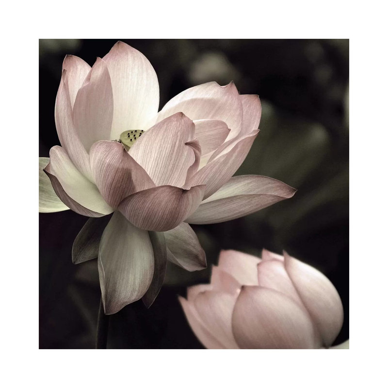 «The Lotus II» par Andy Neuwinth - reproduction, H 18 po x l 18 po x 1,5 po, Toile tendue