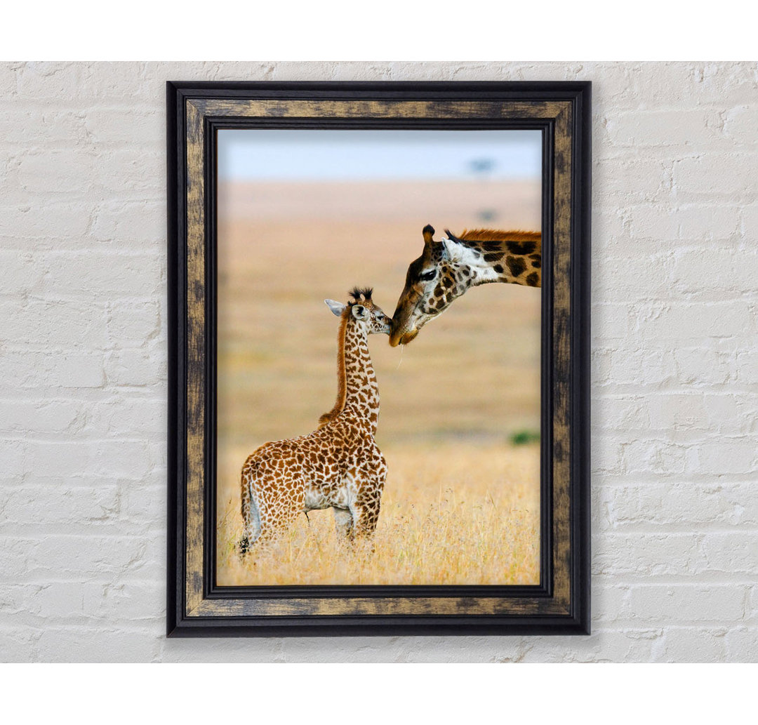 Baby Giraffe Love - Einzelner Bilderrahmen Kunstdrucke