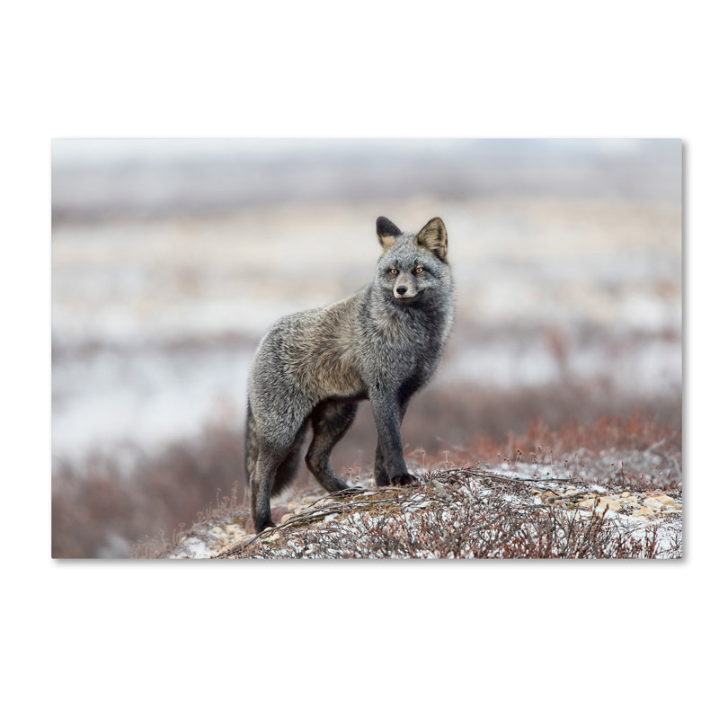 « cross fox », reproduction de photo sur toile tendue, H 12 po x l 19 po x P 2 po