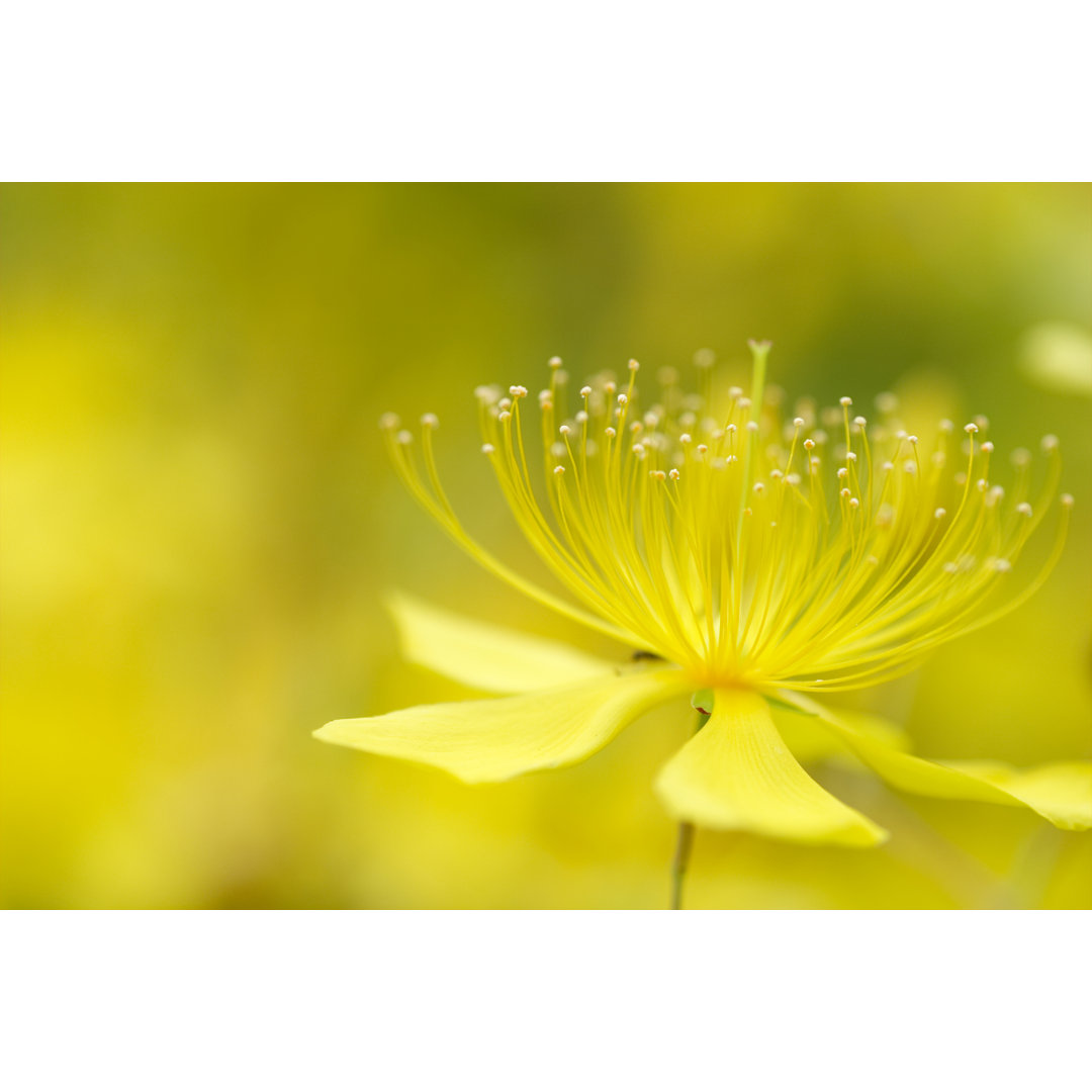 Hypericum Chinense von Hichako - Kunstdrucke auf Leinwand