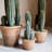 Faux Cactus Succulent in Terracotta Pot-80183035