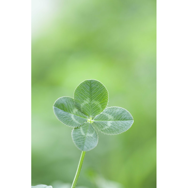 Four-Leaf Clover - Photographie sur toile tendue, H 18 po x l 12 po