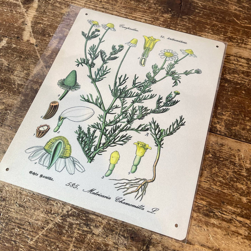 Chamomile Herb Flowers Botanical - No Frame Print on Metal, 40cm H x 28cm W