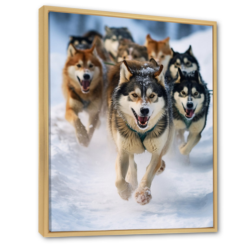 «Alaska Dog Sledding III», reproduction sur toile, H 32 po x l 24 po x P 1 po, Cadre naturel flottant