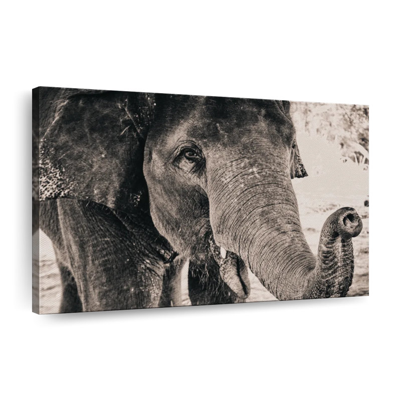 «Elephant Up Close», reproduction sur toile, H 30 po x l 45 po x P 1,25 po