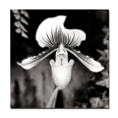 Beautiful Paphiopedilum Print