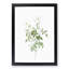 White Blooming Roses by Pierre-Joseph Redoute - Framed Print-55612147-55612149