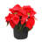 Anielka 10-Piece Plastic Nursery Pot-207067853