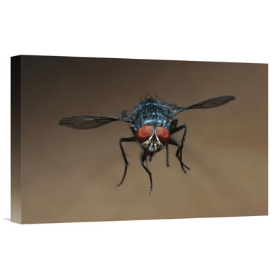 " Blue Bottle Fly Flying "