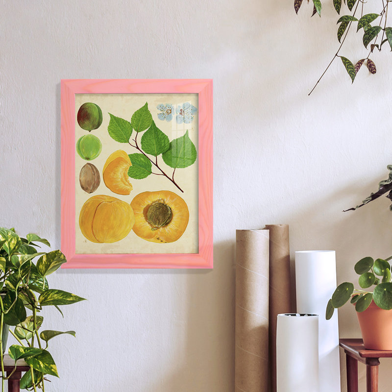 «Apricot Study II», reproduction d'art encadrée, H 11 po x l 9 po x P 1 po, Rose