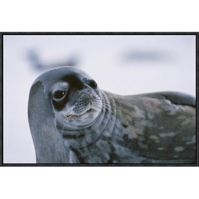 " Weddell Seal Portrait "