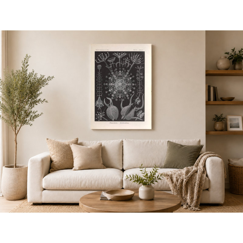 Art textuel sur toile, "Tafel 61 - Phaeodaria" (1904), 20" W x 16" H