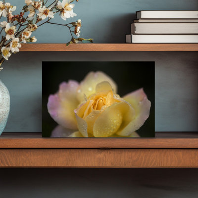 «Hybrid Tea Rose in the Irish National War Memorial Gardens», Islandbridge, Dublin City, Irlande