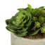 Ensemble de succulent plante en pot