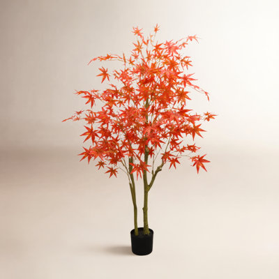 Maple Tree in Pot