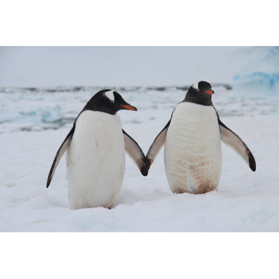 Gentoo Penguins par Evenfh - Photographie sur toile tendue