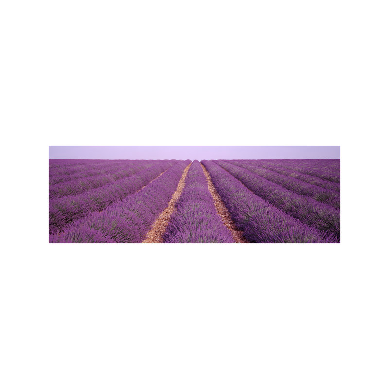 France, View Of Rows Of Blossoms In A Field - Wrapped Canvas Panoramic Print, 30.48 cm H x 91.44 cm W x 1.91 cm D