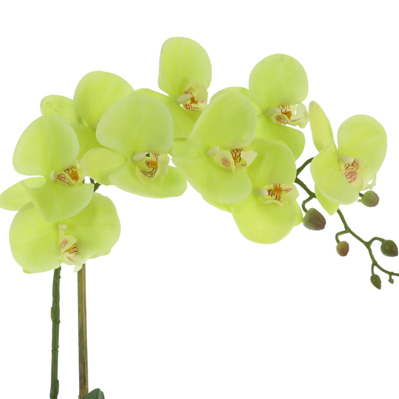 Phalaenopsis Orchid Floral Arrangement in Pot, Green