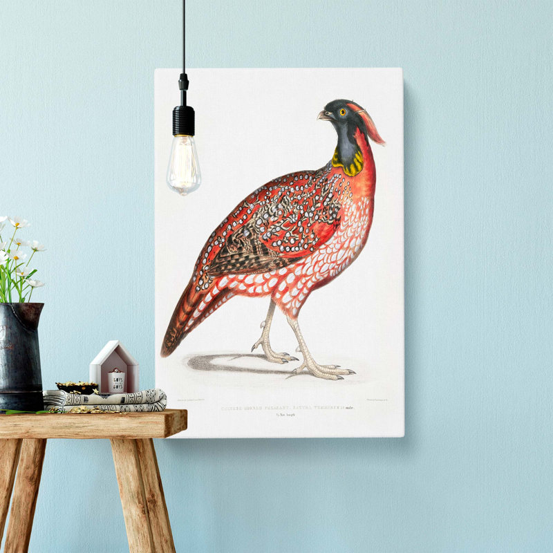 Chinese Horned Pheasant Illustration by John Edward Gray - Wrapped Canvas, 60cm H x 40cm W x 3cm D