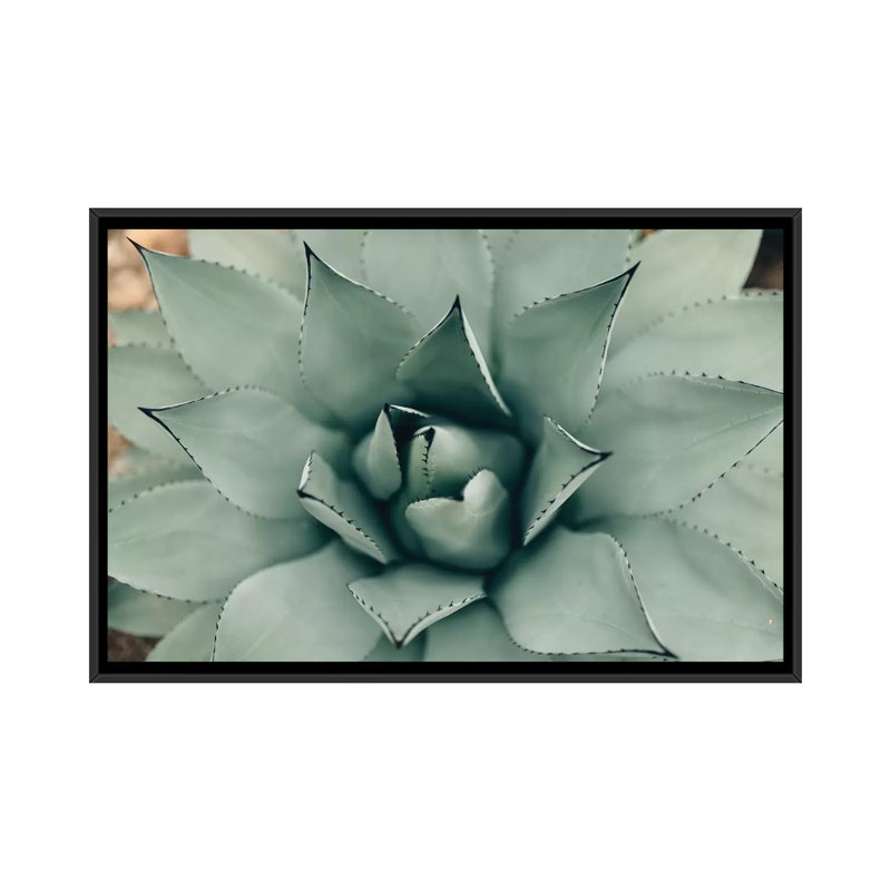 «Mint Succulent I», reproduction de photo sur toile, Toile avec cadre noir, Pas de tapis, H 40 po x l 60 po x P 1,5 po