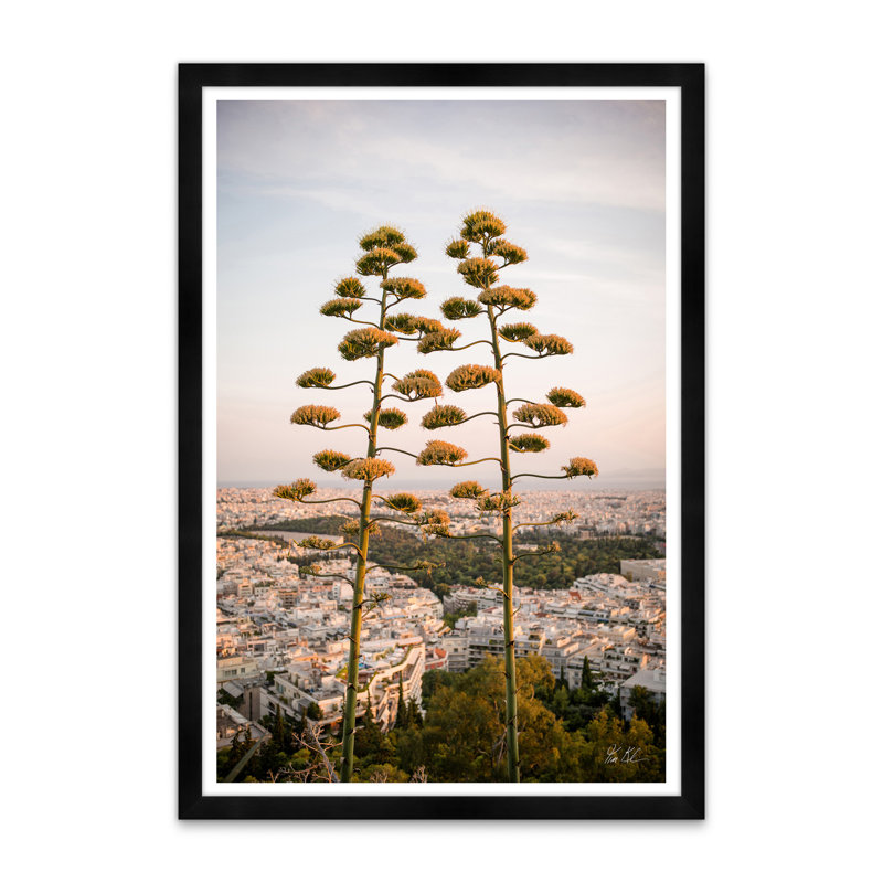 Agave sur les hauteurs d'Athènes II, Noir, H 42 po x l 29 po x P 1,5 po