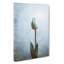 Solitary White Tulip - Wrapped Canvas-56658931