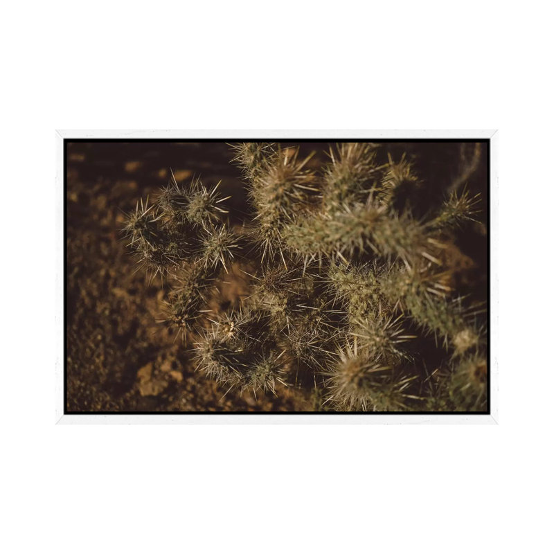 Joshua Tree Cactus by Bethany Young - Print on Canvas, 45.72cm H x 66.04cm W x 3.81cm D, White Framed