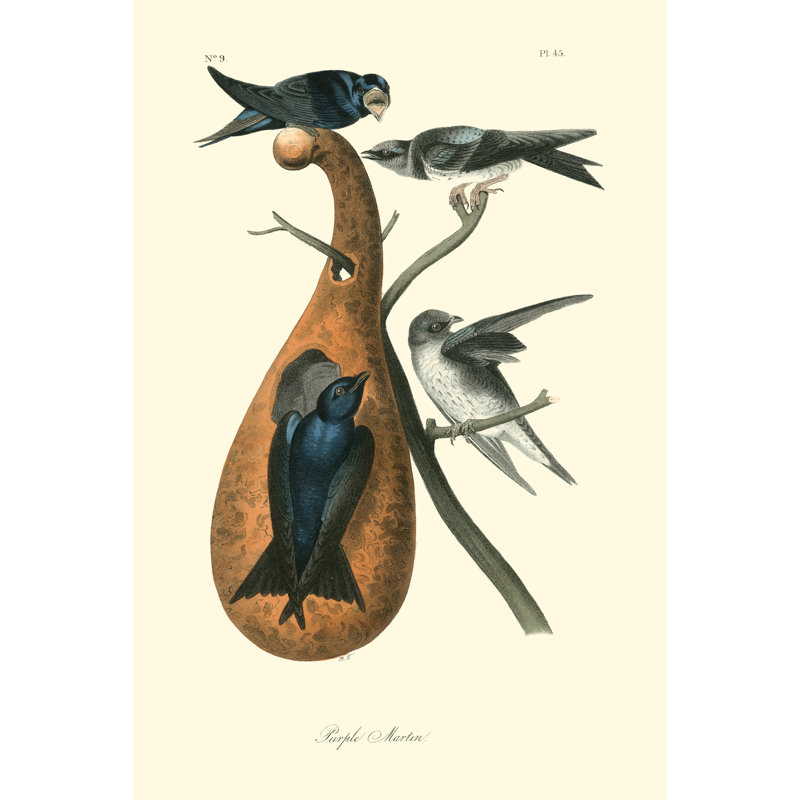 Purple Martin 1 Piece Wrapped Canvas Painting, 46cm H x 30cm W x 3.8cm D
