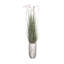 Plante de 80 po