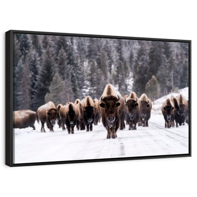Bison Herd In Winter