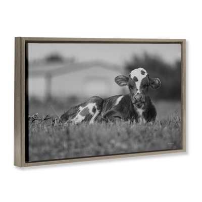 «Resting Cow in Grass» par Dakota Diener