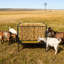2-In-1 Metal Hay Feeder