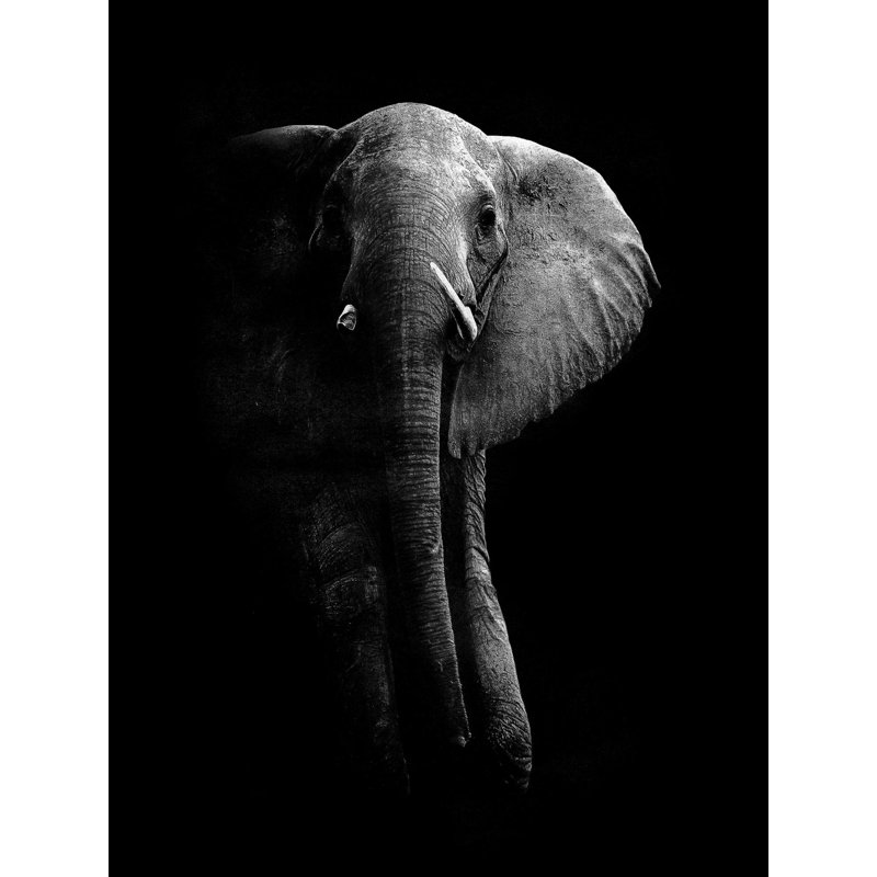«Éléphant! Fine Art, impression sur toile géante