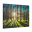 Forêt, lever de soleil vert, nature, photographie sur toile, art mural-1084939186