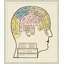 Brain Chart Print