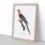 Cuban Macaw Parrot by F. Levaillant - Framed Print-55491097-55491098