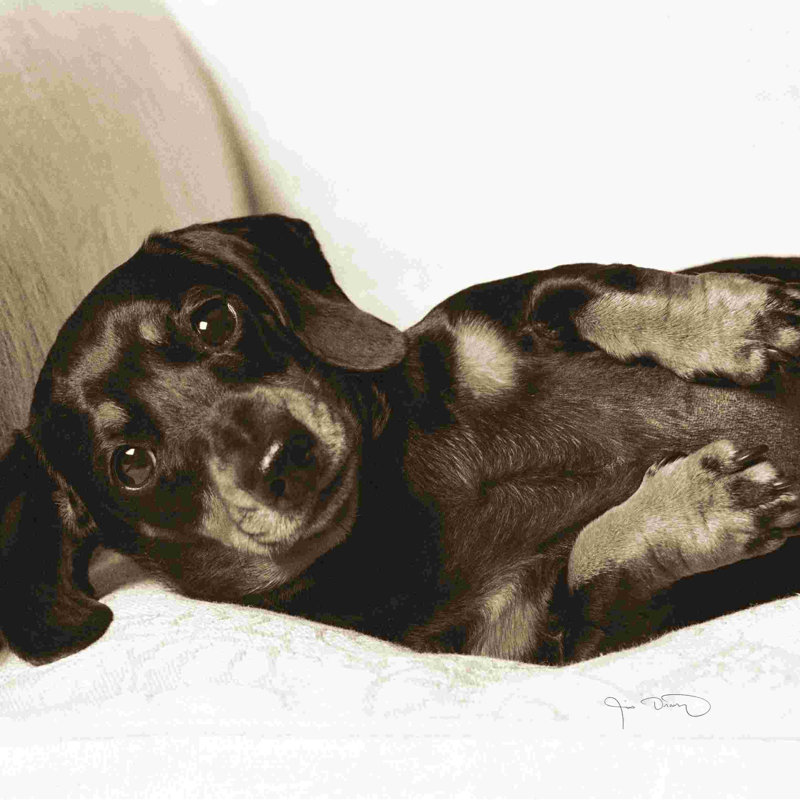 " Dachshund Diva " by Jim Dratfield, 12" H x 12" W