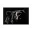 « critic », reproduction de photo sur toile-72803851-72803852-72803853
