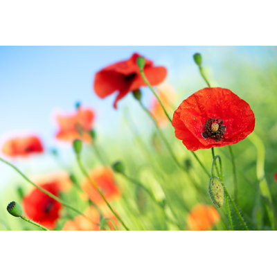 Poppy Flowers - Wrapped Canvas Print