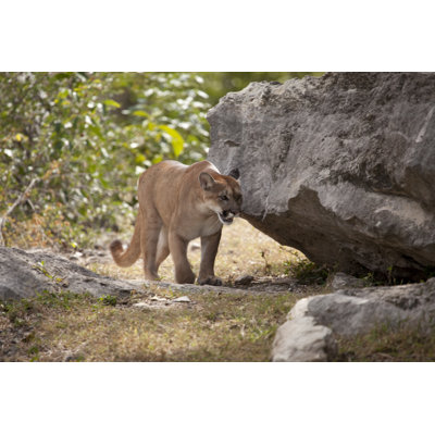 Cougar by Fly_Fast - No Frame Print on Canvas