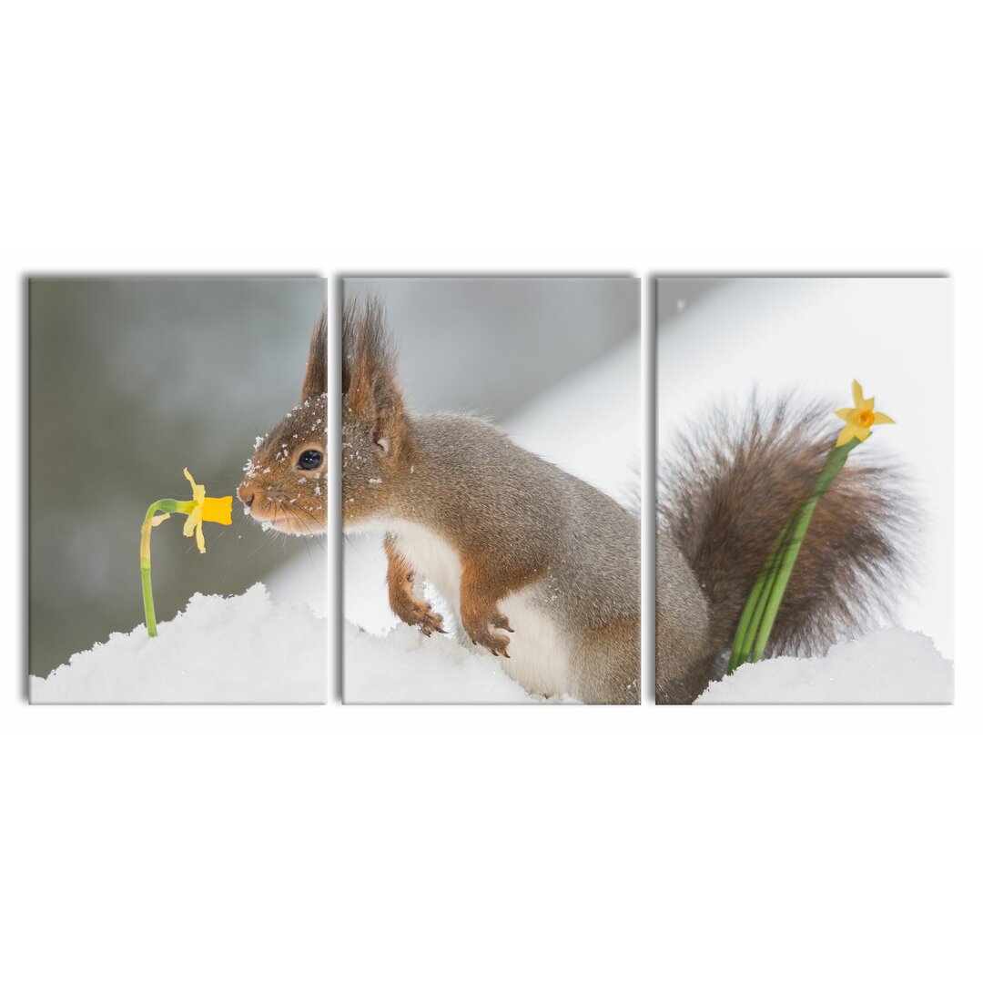 3-tlg. Leinwandbilder-Set Eichhörnchen im Schnee